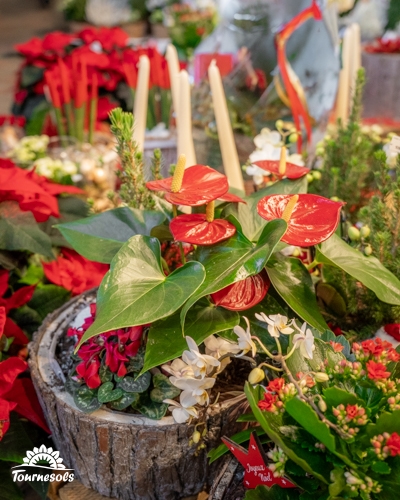 Arrangement floral de Noël avec plantes en pot et décorations festives.